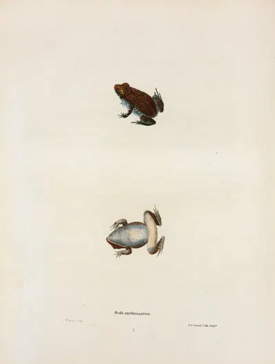 Bufo erythronotus. by John Edwards Holbrook, 1842 — digital art print download