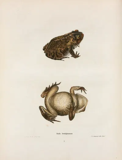 Bufo lentiginosus by John Edwards Holbrook, 1842 — digital art print download