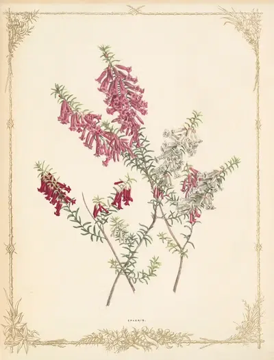 Epacris Impressa by Fanny Elizabeth de Mole, 1861 — digital art print download