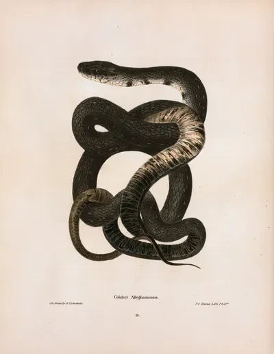 Coluber Alleghaniensis. by John Edwards Holbrook, 1842 — digital art print download