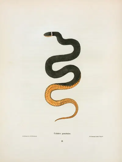Coluber punctatus. by John Edwards Holbrook, 1842 — digital art print download