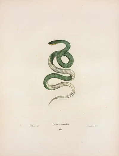 Coluber vernalis. by John Edwards Holbrook, 1842 — digital art print download