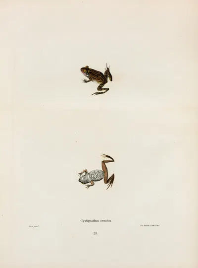 Cystignathus ornatus by John Edwards Holbrook, 1842 — digital art print download