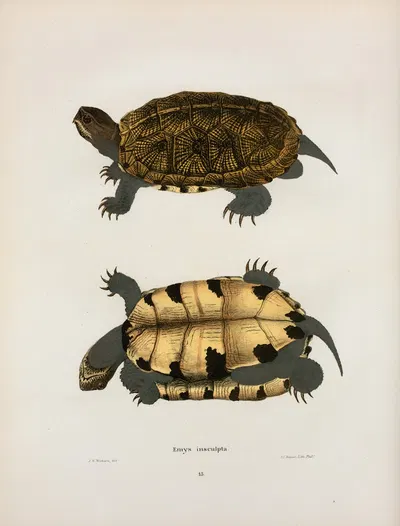 Emys insculpta. by John Edwards Holbrook, 1842 — digital art print download