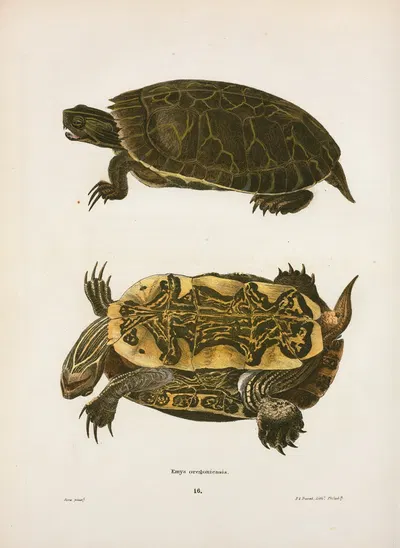 Emys Oregoniensis. by John Edwards Holbrook, 1842 — digital art print download
