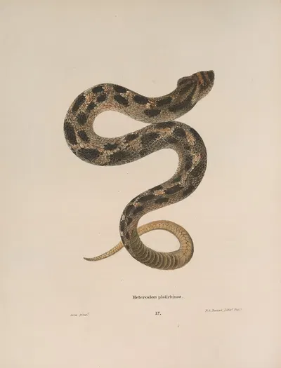Heterodon platirhinos 2 by John Edwards Holbrook, 1842 — digital art print download
