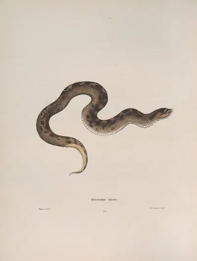 Heterodon simus by John Edwards Holbrook, 1842 — digital art print download