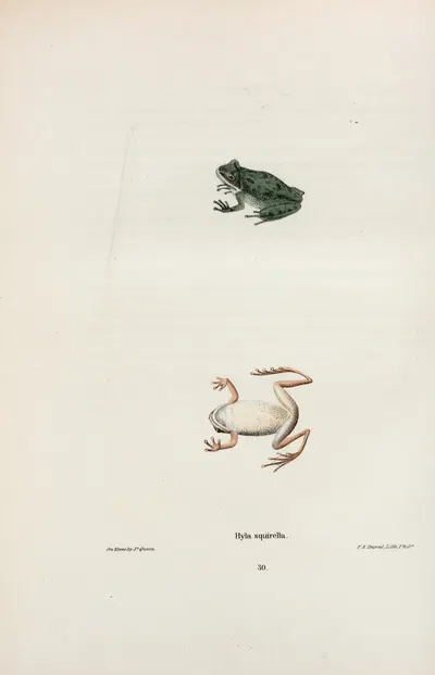 Hyla squirella by John Edwards Holbrook, 1842 — digital art print download