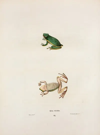 Hyla viridis by John Edwards Holbrook, 1842 — digital art print download