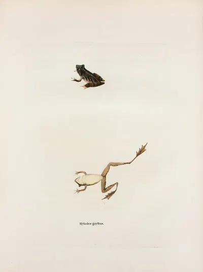 Hylodes gryllus by John Edwards Holbrook, 1842 — digital art print download