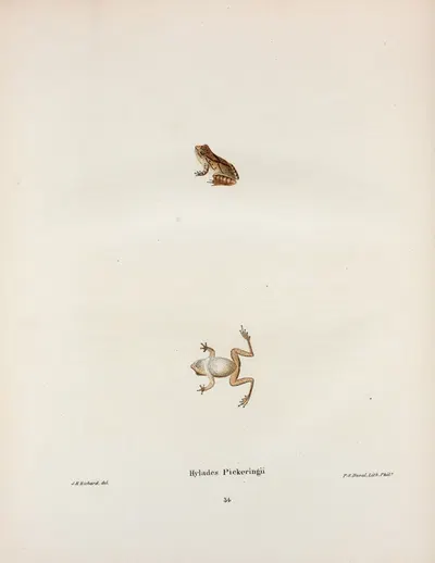 Hylodes Pickeringii by John Edwards Holbrook, 1842 — digital art print download