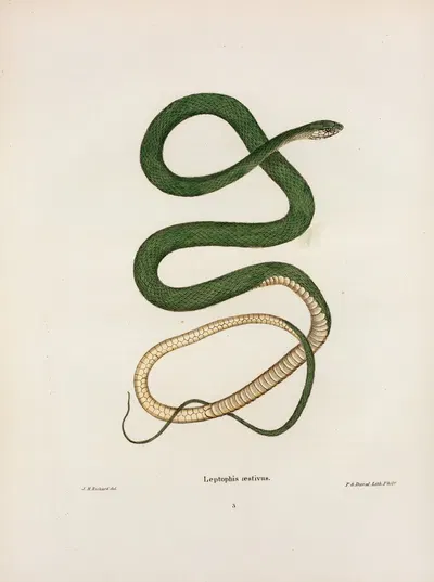 Leptophis oestivus. by John Edwards Holbrook, 1842 — digital art print download