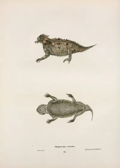 Phrynosoma cornuta. by John Edwards Holbrook, 1842 — digital art print download