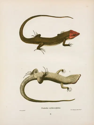 Plestiodon erythrocephalus. by John Edwards Holbrook, 1842 — digital art print download