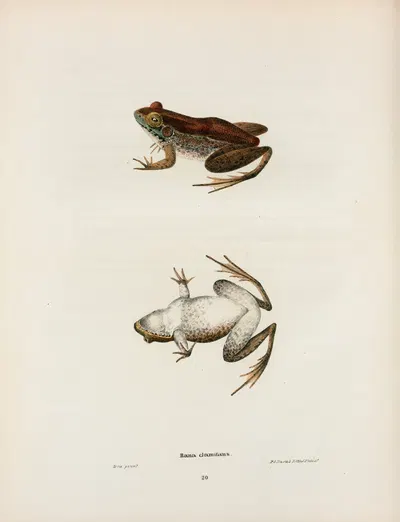Rana clamitans by John Edwards Holbrook, 1842 — digital art print download
