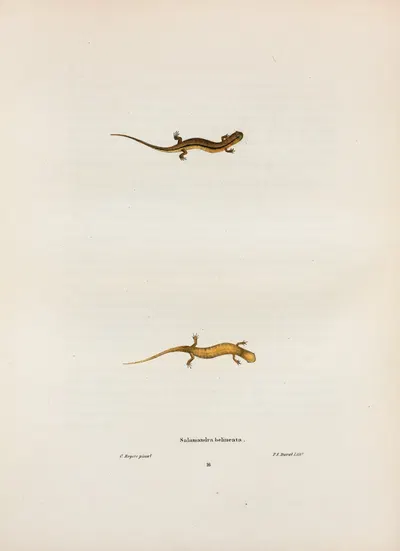 Salamandra bilineata by John Edwards Holbrook, 1842 — digital art print download