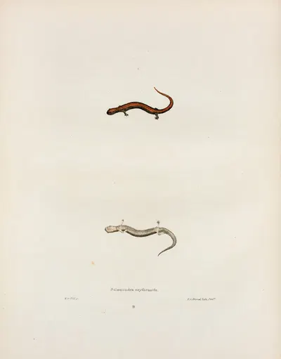 Salamandra erythronota by John Edwards Holbrook, 1842 — digital art print download
