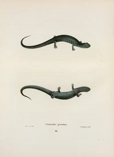 Salamandra granulata by John Edwards Holbrook, 1842 — digital art print download