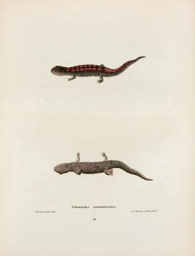 Salamandra quadrimaculata by John Edwards Holbrook, 1842 — digital art print download