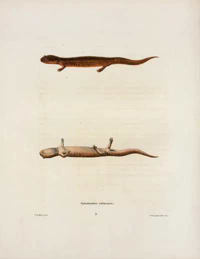 Salamandra salmonea by John Edwards Holbrook, 1842 — digital art print download
