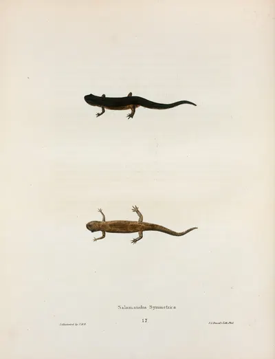 Salamandra symmetrica by John Edwards Holbrook, 1842 — digital art print download