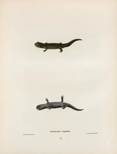 Salamandra talpoidea by John Edwards Holbrook, 1842 — digital art print download
