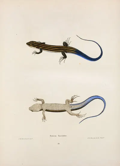 Scincus fasciatus. by John Edwards Holbrook, 1842 — digital art print download