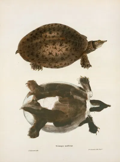 Trionyx muticus. by John Edwards Holbrook, 1842 — digital art print download