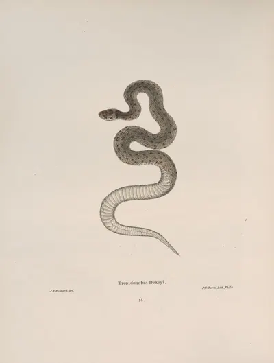 Tropidonotus Dekayi by John Edwards Holbrook, 1842 — digital art print download
