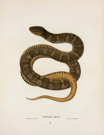 Tropidonotus sipedon. by John Edwards Holbrook, 1842 — digital art print download
