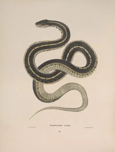 Tropidonotus sirtalis. by John Edwards Holbrook, 1842 — digital art print download