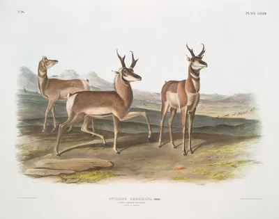 Antilope Americana, Prong-horned Antelope. (Male & female.) by John Woodhouse Audubon, 1845-1848 — digital art print download