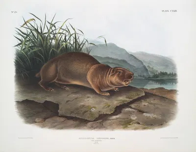 Aplodontia leporina, The Sewellel. Male. Natural size. by John Woodhouse Audubon, 1845-1848 — digital art print download