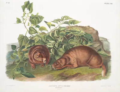 Arctomys Lewisii, Lewi's Marmot. Natural size. by John Woodhouse Audubon, 1845-1848 — digital art print download