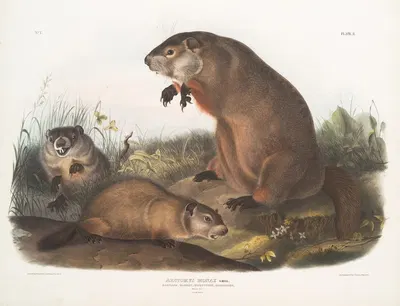 Arctomys monax, Maryland Marmot, Woodchuck, Groundhog. Natural size. Old & young. by John Woodhouse Audubon, 1845-1848 —…