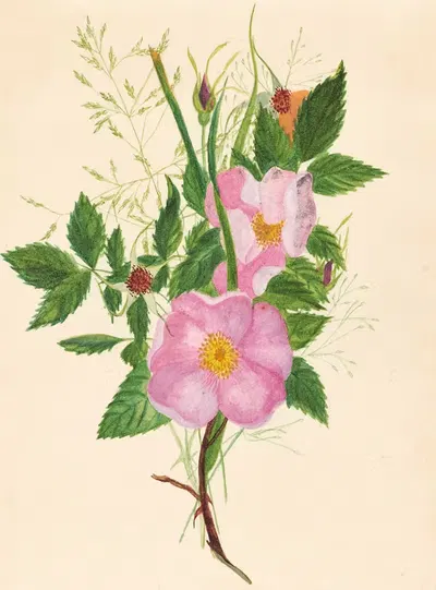 Album containing watercolors of plants Pl.05 by Американская школа, 1878-1881 — digital art print download
