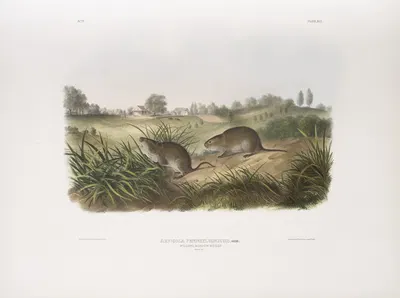 Arvicola Pennsylvanicus, Wilson's Meadow Mouse. Natural size. by John Woodhouse Audubon, 1845-1848 — digital art print…