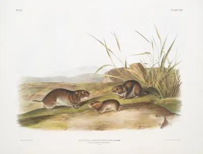 Arvicola xanthognathus, Yellow cheeked Meadow Mouse. Natural size. by John Woodhouse Audubon, 1845-1848 — digital art print…