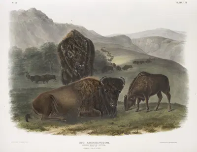 Bos Americanus, American Bison. 1. Female, 2. Young, 3. Male. by John Woodhouse Audubon, 1845-1848 — digital art print…