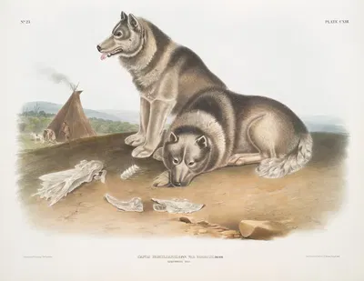 Canis familiaris, Esquimaux Dog. by John Woodhouse Audubon, 1845-1848 — digital art print download