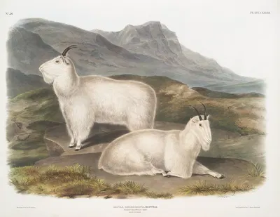 Capra Americana, Rocky Mountain Goat. Male & female. by John Woodhouse Audubon, 1845-1848 — digital art print download