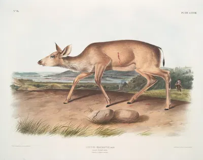 Cervus macrotis, Black-tailed Deer. Female. Summer pelage. by John Woodhouse Audubon, 1845-1848 — digital art print download