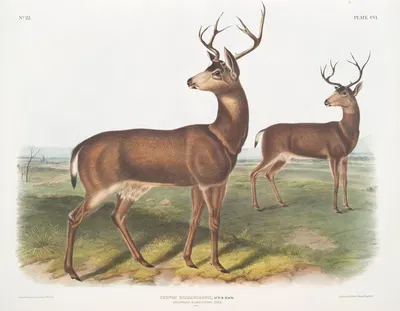 Cervus Richardsonii, Columbian Black-tailed Deer. Male. by John Woodhouse Audubon, 1845-1848 — digital art print download