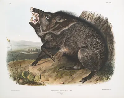 Dycoteles torquatus, Collared Peccary. Male. by John Woodhouse Audubon, 1845-1848 — digital art print download