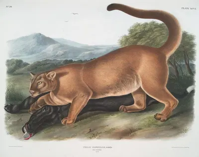 Felis concolor, The Cougar. (Male.) by John Woodhouse Audubon, 1845-1848 — digital art print download