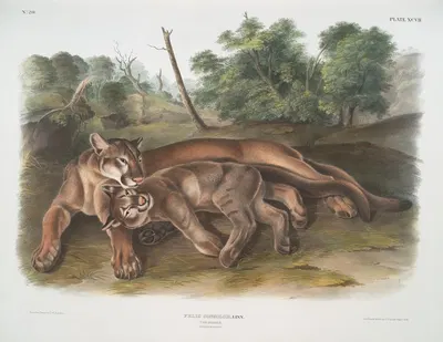 Felis concolor, The Cougar. Female & young. by John Woodhouse Audubon, 1845-1848 — digital art print download