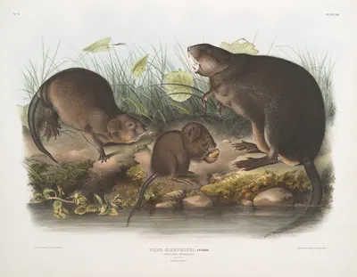 Fiber Zibethicus, Musk-Rat, Musquash. Natural size. Old and young. by John Woodhouse Audubon, 1845-1848 — digital art print…
