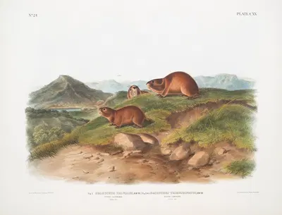 Fig. 1. Georychus helvolus, Tawny Lemming. Natural size ; Fig. 2. Georychus trimucronatus, Back's Lemming. Natural size. by…