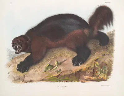 Gulo luscus, Wolverine by John Woodhouse Audubon, 1845-1848 — digital art print download