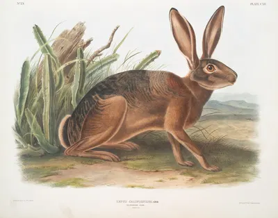 Lepus californicus, Californian Hare. Natural size. by John Woodhouse Audubon, 1845-1848 — digital art print download